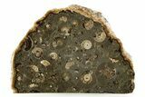 Fossil Ammonite (Promicroceras) Cluster - Marston Magna, England #351248-2